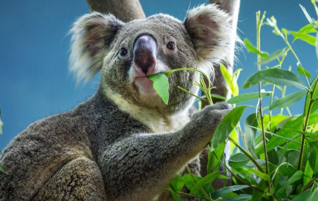 koala koala